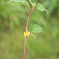 Corchorus aestuans L.